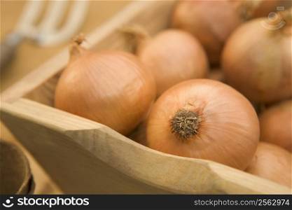 Onions in wooden trug