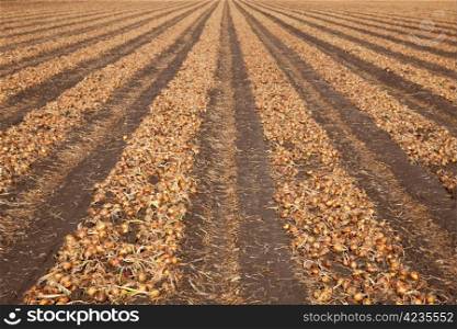 onions on a field waiting to be harvested