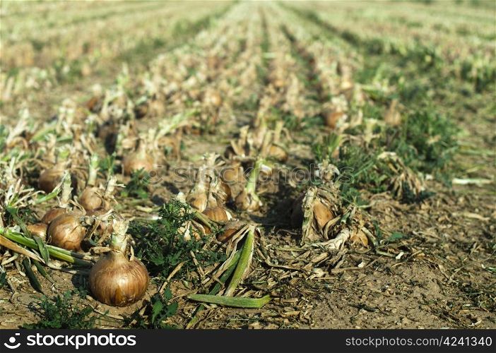 Onions plantation. Mature onions close up