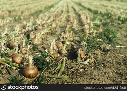 Onions plantation. Mature onions close up