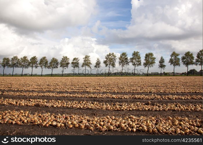 onions ready to be harvested on a field in Holland
