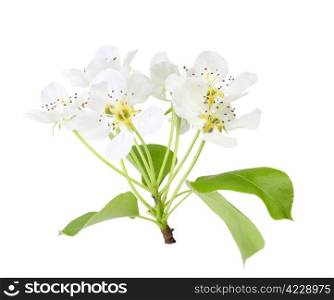 Only branch of apple tree with green leaf and white flowers. Isolated on white background. Close-up. Studio photography.