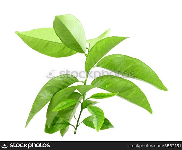 Only branch of citrus-tree with green leaf. Inside view. Isolated on white background. Close-up. Studio photography.