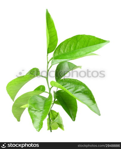 Only branch of citrus-tree with green leaf. Isolated on white background. Close-up. Studio photography.