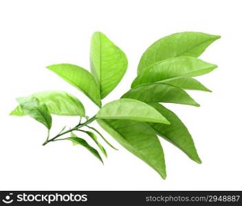 Only branch of citrus-tree with green leaf. Isolated on white background. Close-up. Studio photography.
