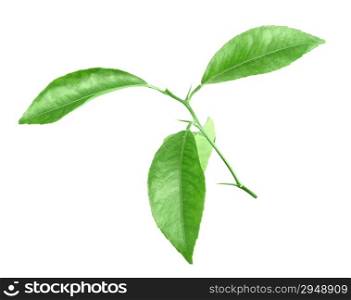Only branch of citrus-tree with green leaf. Isolated on white background. Close-up. Studio photography.