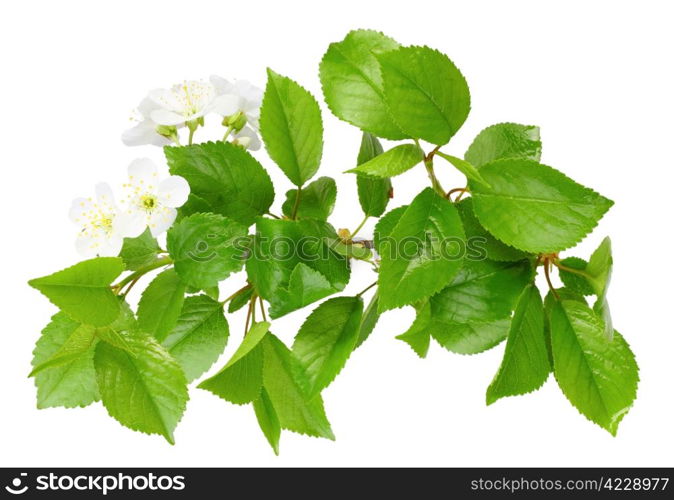 Only branch of plum tree with green leaf and white flowers. Isolated on white background. Close-up. Studio photography.