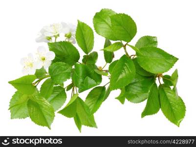 Only branch of plum tree with green leaf and white flowers. Isolated on white background. Close-up. Studio photography.