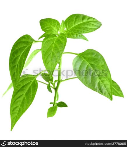 Only young branch of pepper with green leaf. Isolated on white background. Close-up. Studio photography.