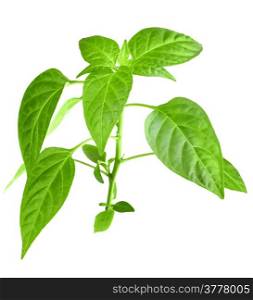Only young branch of pepper with green leaf. Isolated on white background. Close-up. Studio photography.