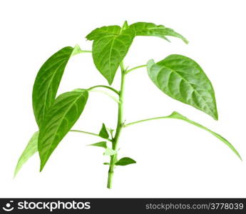 Only young branch of pepper with green leaf. Isolated on white background. Close-up. Studio photography.