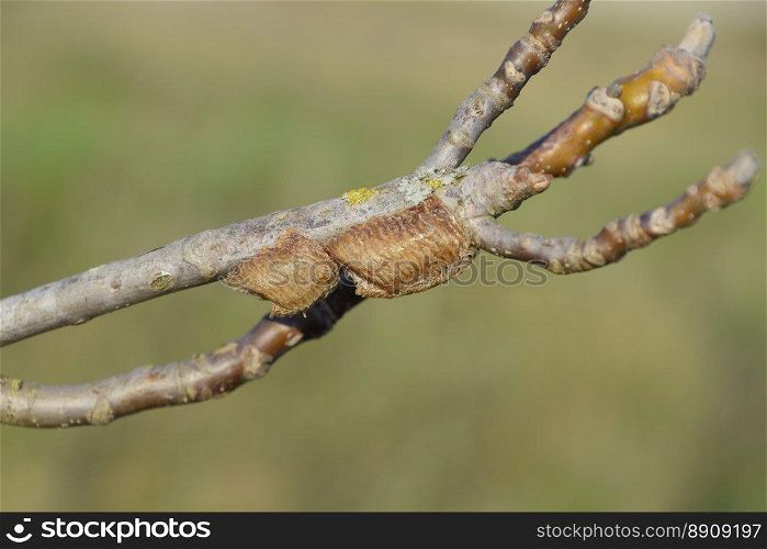 Ootheca mantis on the branches of a tree. The eggs of the insect laid in the cocoon for the winter are laid. Ootheca mantis on the branches of a tree. The eggs of the insect laid in the cocoon for the winter are laid.