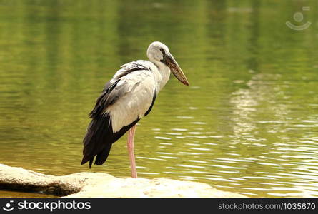 Open billed stork, Anastomus oscitans, Ranganathittu Bird Sanctuary, Karnataka, India.. Open billed stork, Anastomus oscitans, Ranganathittu Bird Sanctuary, Karnataka, India