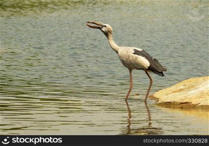 Open billed stork, Anastomus oscitans, Ranganathittu bird sanctuary, Karnataka, India. Open billed stork, Anastomus oscitans, Ranganathittu bird sanctuary, Karnataka, India.