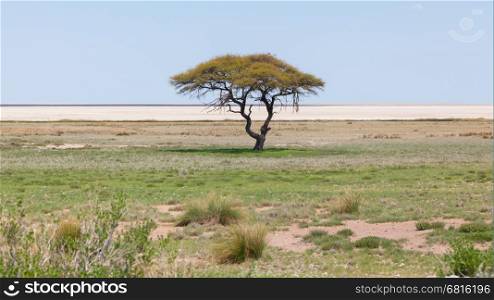 Open field with salt pan in background ; Etosha National Park; Namibia