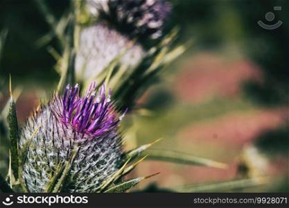 Open flower of lilac cirsium with vivid colors. Image has side room for text