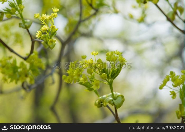 open flowers of maple. spring