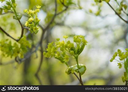 open flowers of maple. spring