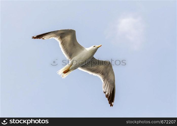 open gull with wings is flying gliding through the sky