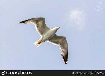 open gull with wings is flying gliding through the sky