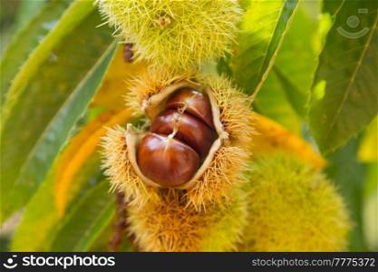open hedgehog with chestnuts inside hanging on a tree