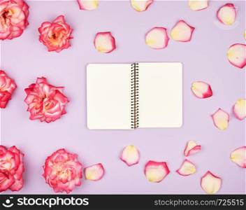 open notebook with white blank pages on a purple background and petals of a pink roses , top view, flat lay