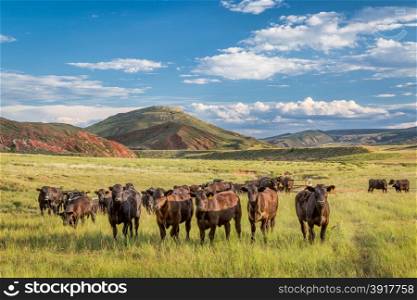 Open range cattle grazing at foothills of Rocky Mountains in northern Colorado, summer scenery