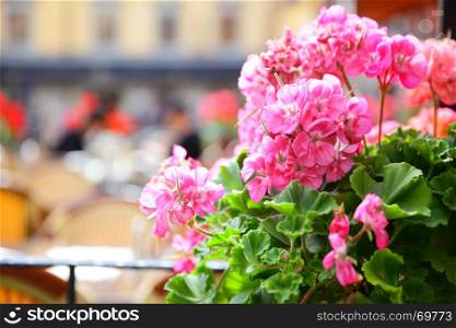 Open terrace of restaurant on Stortorget square in Stockholm, Sweden. Focus on the geranium flowers