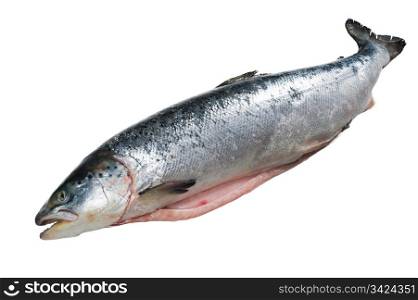 Opened grown salmon and white isolated background.