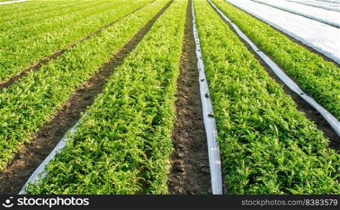 Opened with under agrofiber plantation potato bushes. Cultivation, harvesting in late spring. Growing a crop on the farm. Agroindustry and agribusiness. Agriculture, growing food vegetables.