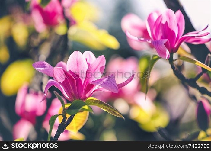 opening magnolia flower in the park at springtime on the dark background with a shallow DOF. magnolia flower in the park on dark background