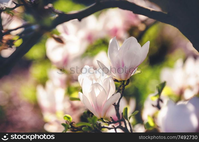 opening magnolia flower in the park at springtime on the dark background with a shallow DOF. magnolia flower in the park on dark background