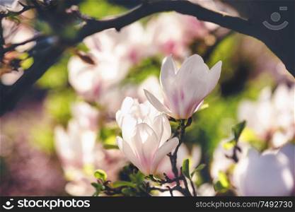 opening magnolia flower in the park at springtime on the dark background with a shallow DOF. magnolia flower in the park on dark background