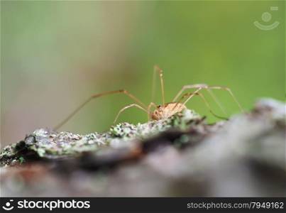 Opiliones spider