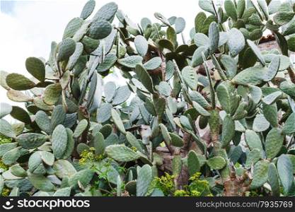opuntia cactus plant in Sicily in spring