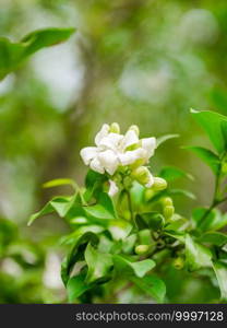 Orang Jessamine or orange jasmine flowers on the tree with green leaves. Small white flowers with green leaves. Beauty of nature. Plant and flower.