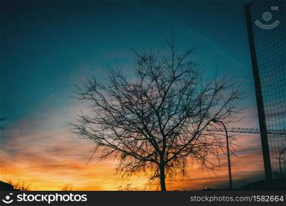 Orange and blue colors of a sunset with the silhouette of leaves and trees without leaves in winter