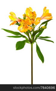 orange and freshness alstroemeria on a white background