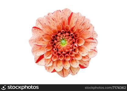 Orange and pink dahlia flower head close up. Dahlia flower isolated on white background. Top view. Autumn flowers. Orange and pink dahlia flower head close up