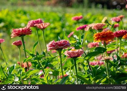 Orange and pink flowers of zinia in the summer garden. Natural blooming background. Many different blooming zinia flowers in the garden on a sunny summer day. Natural background