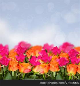 orange and pink roses on blue bokeh background