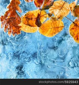 Orange and red leaves in the blue ice. Winter background