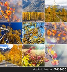 Orange and Yellow Autumn collage. Fall background.
