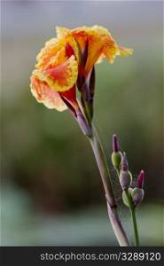 Orange and yellow flower, bloom and buds, are touched with the soft lines of small webs, perspectives of nature&rsquo;s intertwined insect and flower life;