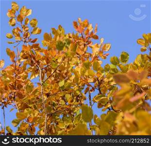 orange and yellow  leaves of Cotinus coggygria against the blue clear sky in autumn, close up