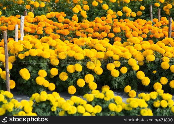 Orange and Yellow Marigolds flower fields, selective focus