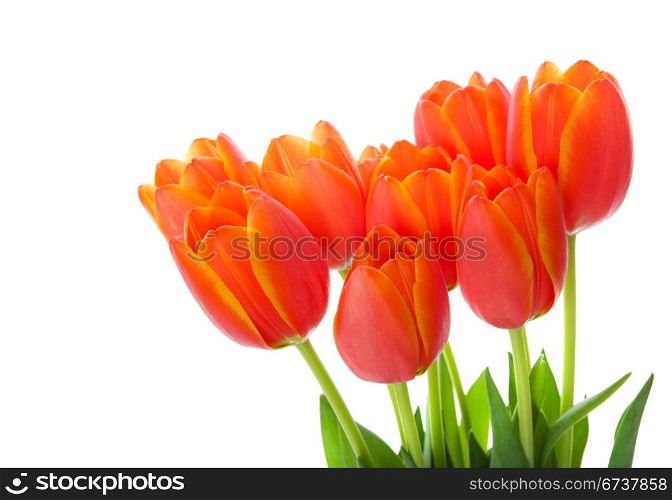 Orange and yellow tulips on a white background
