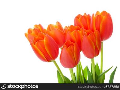 Orange and yellow tulips on a white background