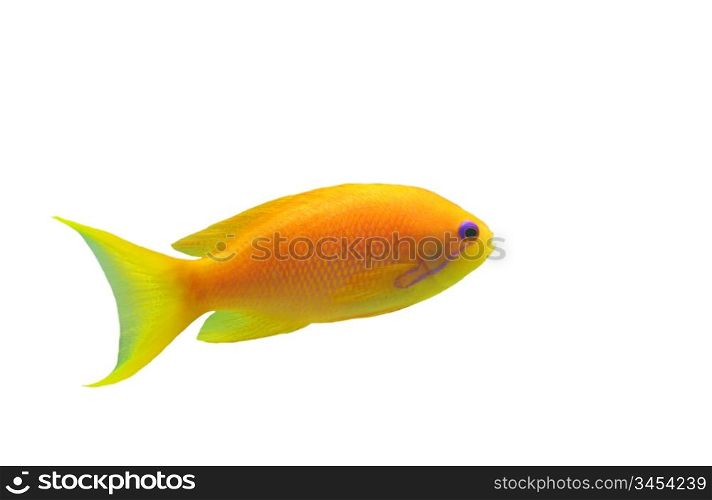 orange Anthias fish on a white background