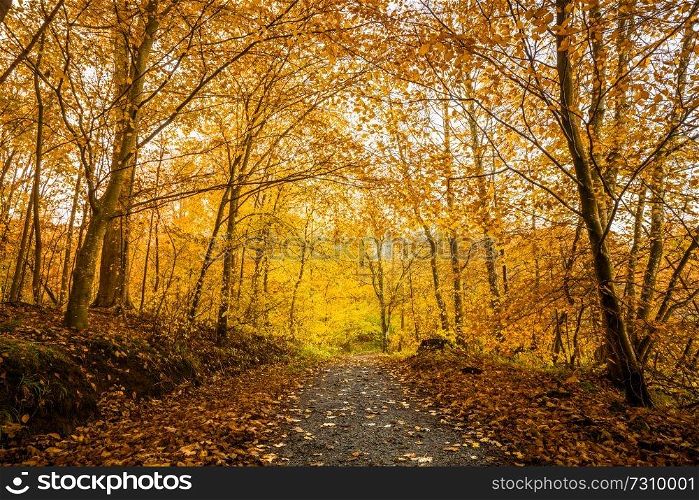 Orange autumn colors in the forest with a nature trail in the fall
